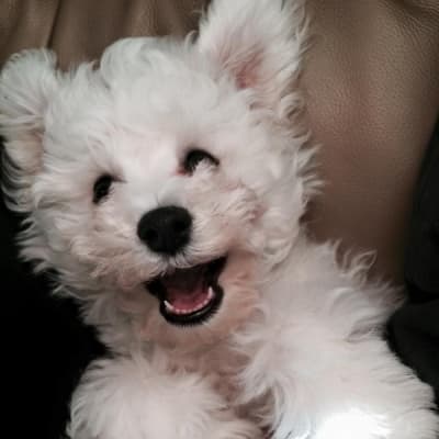 Photo from RONNIE LOVES HIS NEW HOME....