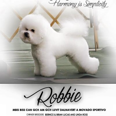 Photo from CHECK OUT THE BICHON FRISE CLUB OF CANADA WEBSITE FOR  THE "BICHON BLITZ"