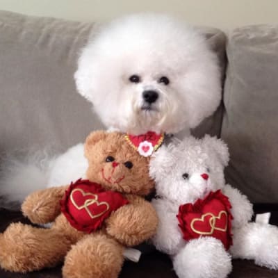 Photo from HAPPY VALENTINE'S DAY EVERYONE !