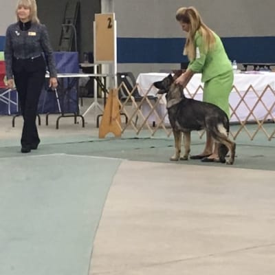 Photo from 2017 IT'S DOG SHOW TIME AGAIN !