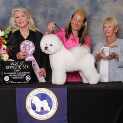 Photo from BFCA NATIONAL SPECIALTY 2017