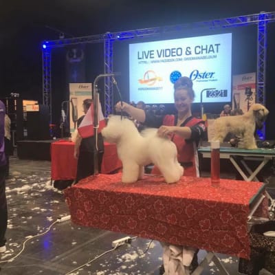 Photo from ROBBIE AT THE 2017 WORLD'S GROOMING COMPETITION