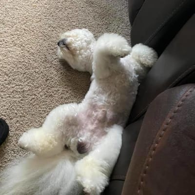 Photo from THE NEW FAMILY SENIOR... That's the life !