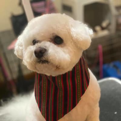 Photo from MAGGIE SUTYLA GETTING HER CHRISTMAS GROOM ON ...