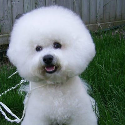 Photo from AM/CAN CH.RISGAE'S HERSHEY'S KISSES AT DALNAVERT-LUVIT  "HUGS"