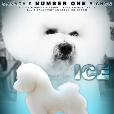 Photo from CANADA'S # 1 BICHON FRISE