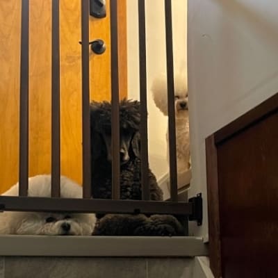 Photo from LOCKDOWN... AGAIN !