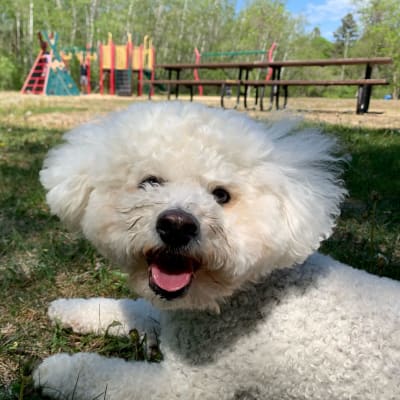 Photo from BICHONS ARE THE BEST....