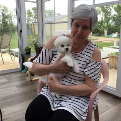 Photo from WELCOME TO THE WORLD OF BICHON FRISE