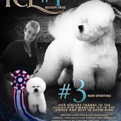 Photo from ICE WINS TWO MORE GROUP SECONDS THIS PAST WEEKEND!