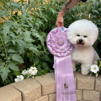 Photo from FORT GARRY KENNEL CLUB SHOW  JULY 17, 2021