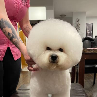 Photo from ICE HITS CHILLIWACK BY STORM !