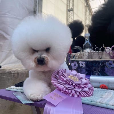 Photo from CALGARY - ICE WINS RESERVE BEST IN SHOW TODAY !