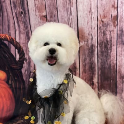 Photo from HAPPY HALOWEEN  FROM ICE'S SON KIYONG !