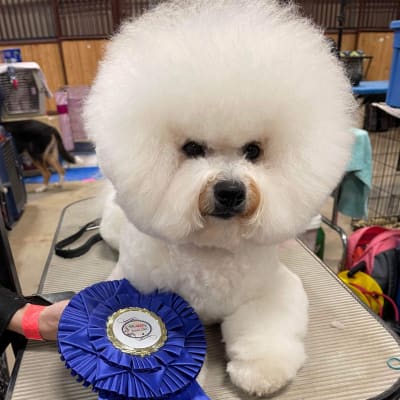 Photo from ICE CONDITIONS DOMINATE BRANDON DOG SHOW !