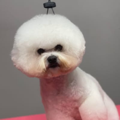 Photo from MBIS RBIS MBPIS BISS CAN GCHEX / AOM AM GCH Luvit Dalnavert A Movado Sportivo CGN RN RI