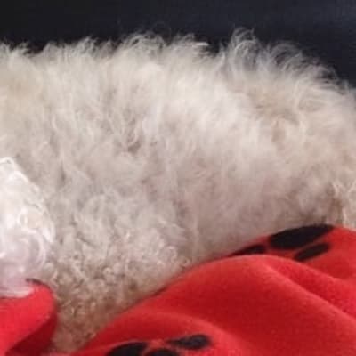 Photo from DALNAVERT'S RR SILVER SERAPH 2006 - 2021