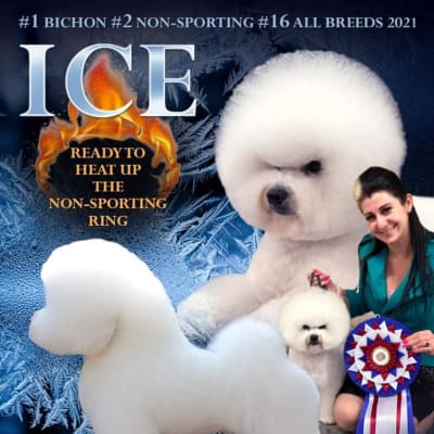 Photo from READY TO HEAT UP THE NEXT DOG SHOW!