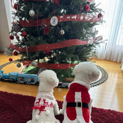 Photo from MERRY CHRISTMAS FROM DALNAVERT KENNELS !