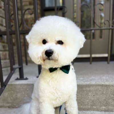 Photo from HOW MUCH FOR A PUPPY?