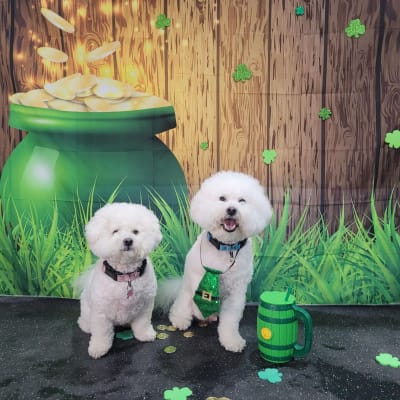 Photo from Happy St. Patrick's Day!