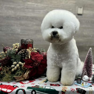 Photo from Dalnavert and Luvit Bichon Frise Would Like to Wish You a Very Happy New Year 2026