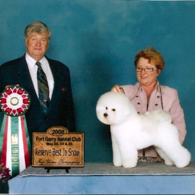 Photo from 2008 Canadian Bichon Frise Wins