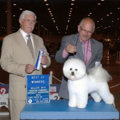 Photo from 2010 American Bichon Frise Wins