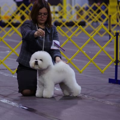 Photo from Show of Shows 2011