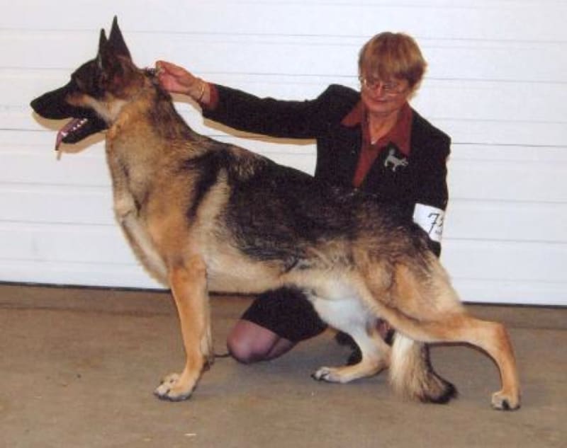 Sadly We Announce The Passing Of Our "Cruiser"