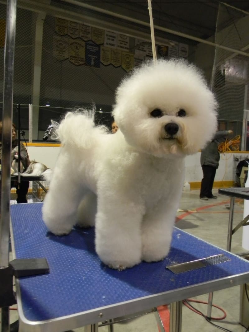 Gracie Has A Great Weekend At FGKC Shows