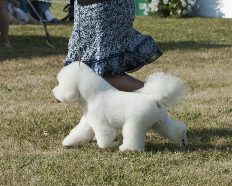 OTTAWA KENNEL CLUB Nov. 19th and 20th, 2011 A Huge Success!