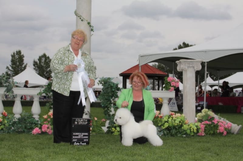 BICHON FRISE LITTER  ANNOUNCEMENT