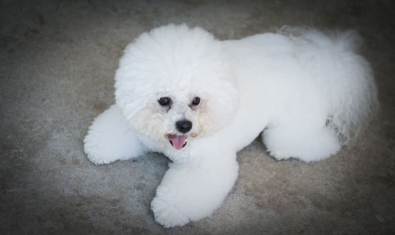 THE DOG DAYS OF SUMMER " dies caniculares"....