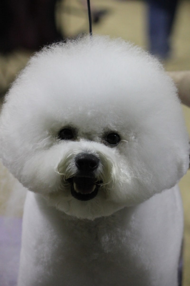 TONY OBTAINS CHIC 5 HEALTH CLEARANCES.....