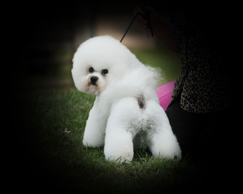 BEST WISHES FOR THE NEW YEAR 2013 !