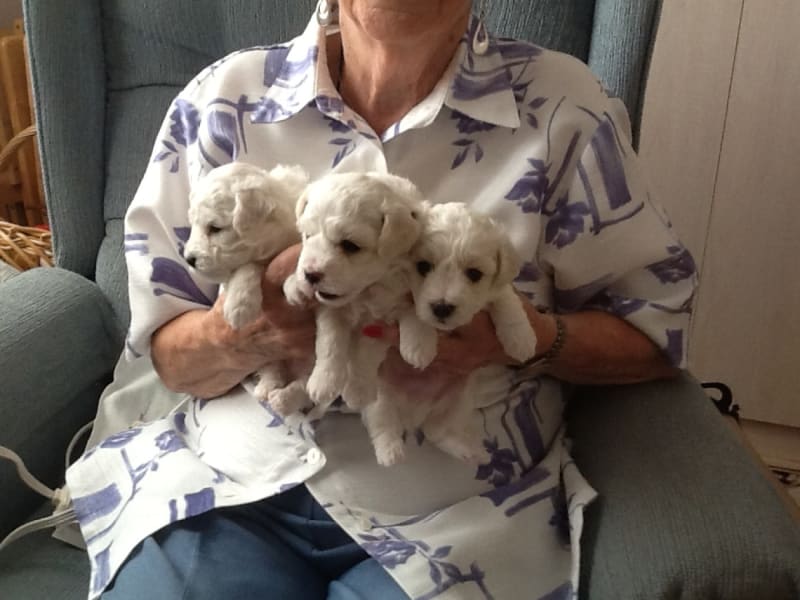 Just in " TIME"...meet the MOVADO litter....