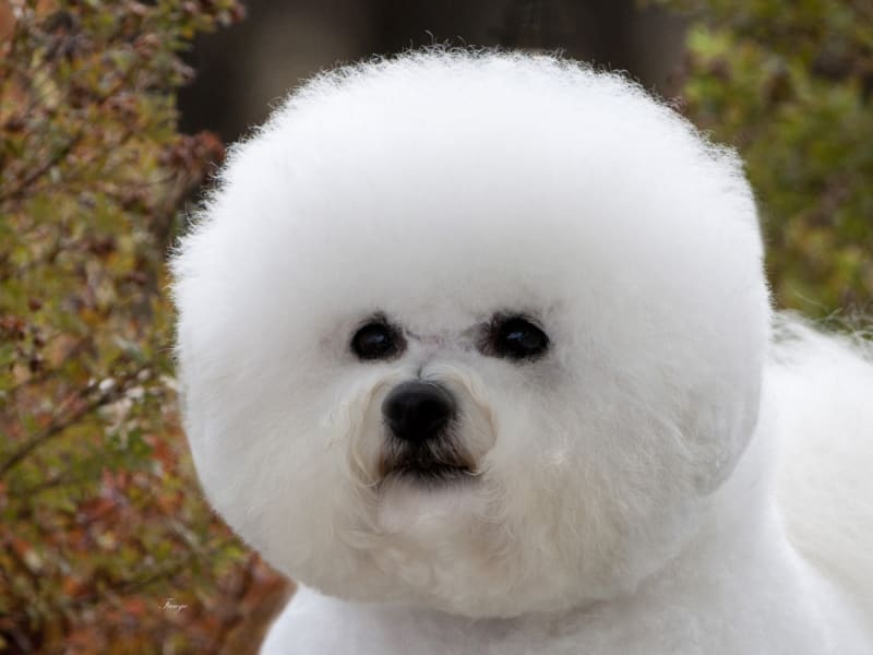 NORTH AMERICAN DUAL GRAND CHAMPION PLUS.... LEX !