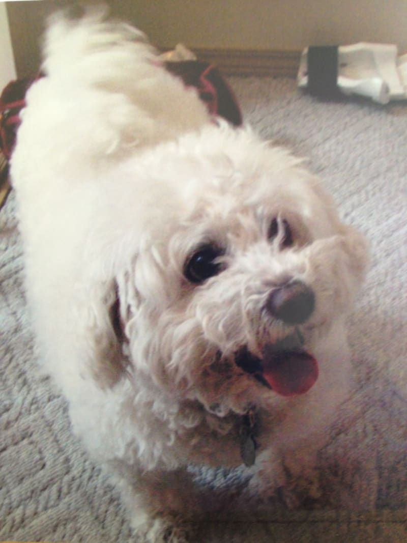 A special friend crosses over "Rainbow Bridge".....