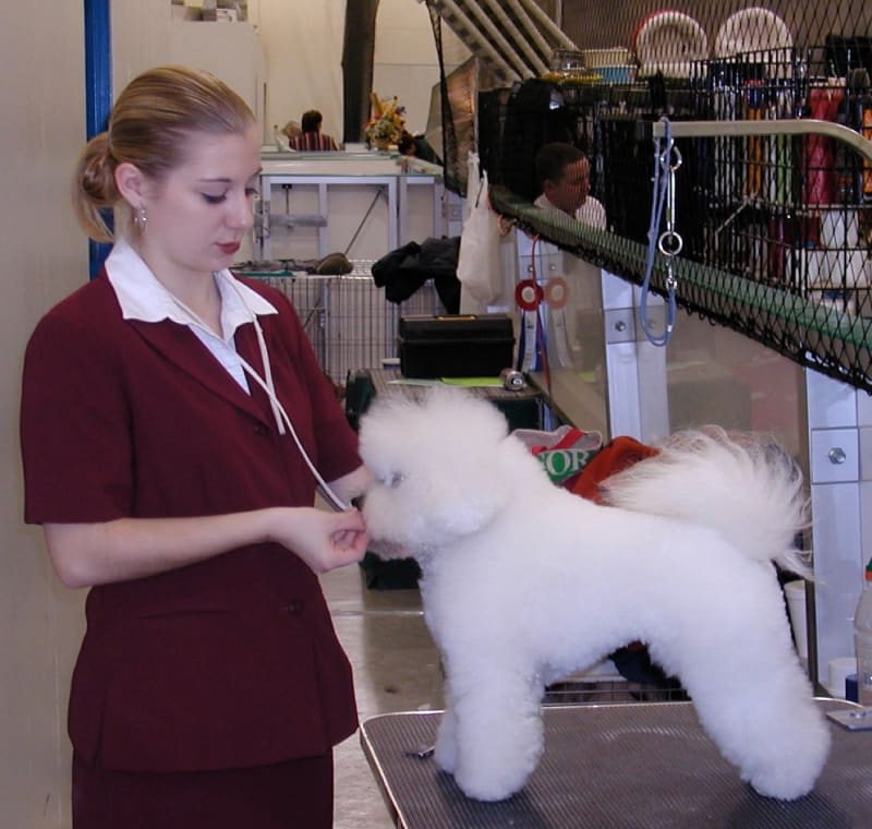 ANOTHER CANINE SPIRIT CROSSES OVER RAINBOW BRIDGE