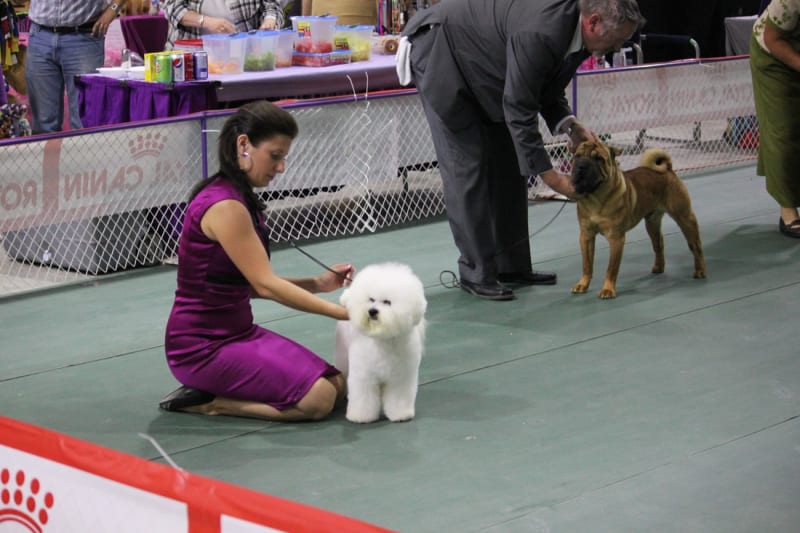 "PETER" TOOK A "JET PLANE" TO SUCCESS AT THE MCA SHOWS