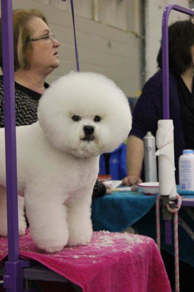 GROUP 6 SPECIALTY ...MCA SHOW... GROUP 3 WIN