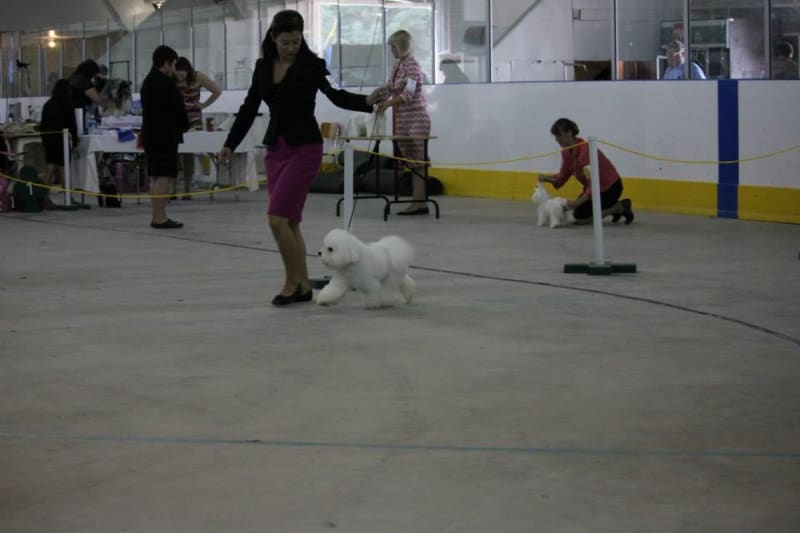 ROBBIE at the Shamrock Kennel & Ob.Club Show August 25/13
