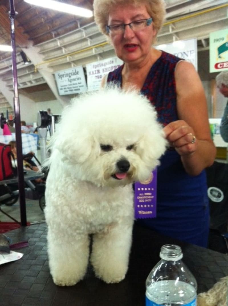 DALNAVERT LUVIT LITTLE HONDA