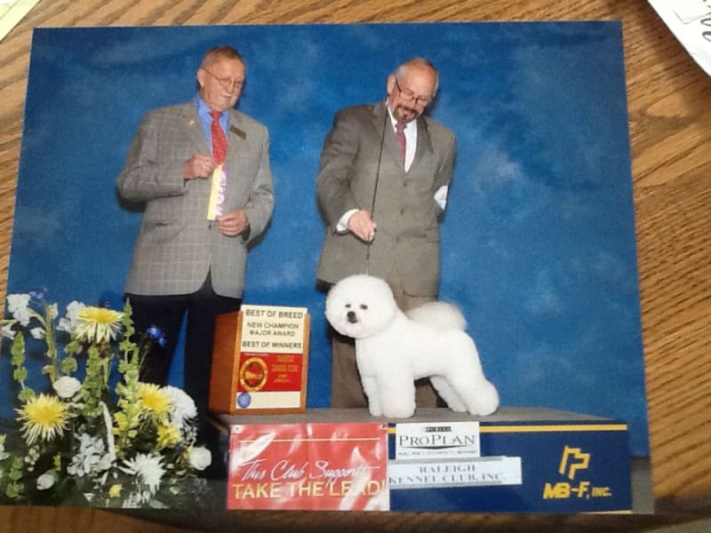 NEW AMERICAN GRAND CHAMPION FOR DALNAVERT AND LUVIT BICHON FRISE
