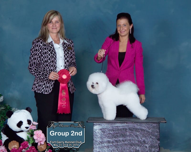3 CHAMPION WEEKEND FOR DALNAVERT/LUVIT BICHON FRISE