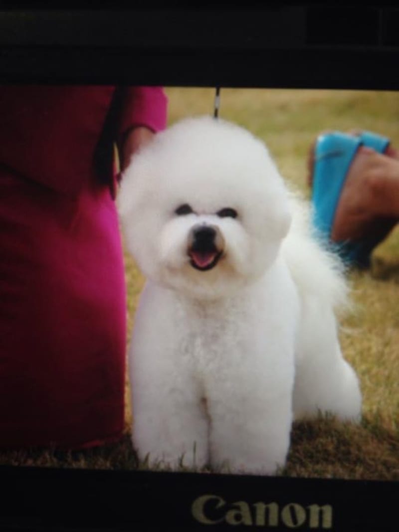 FGKC SHOW RESULTS DAY 2.....