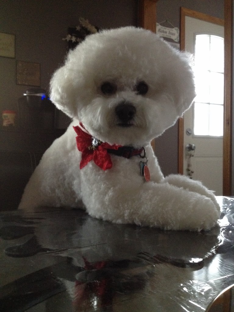 MERRY CHRISTMAS TO ONE AND ALL !