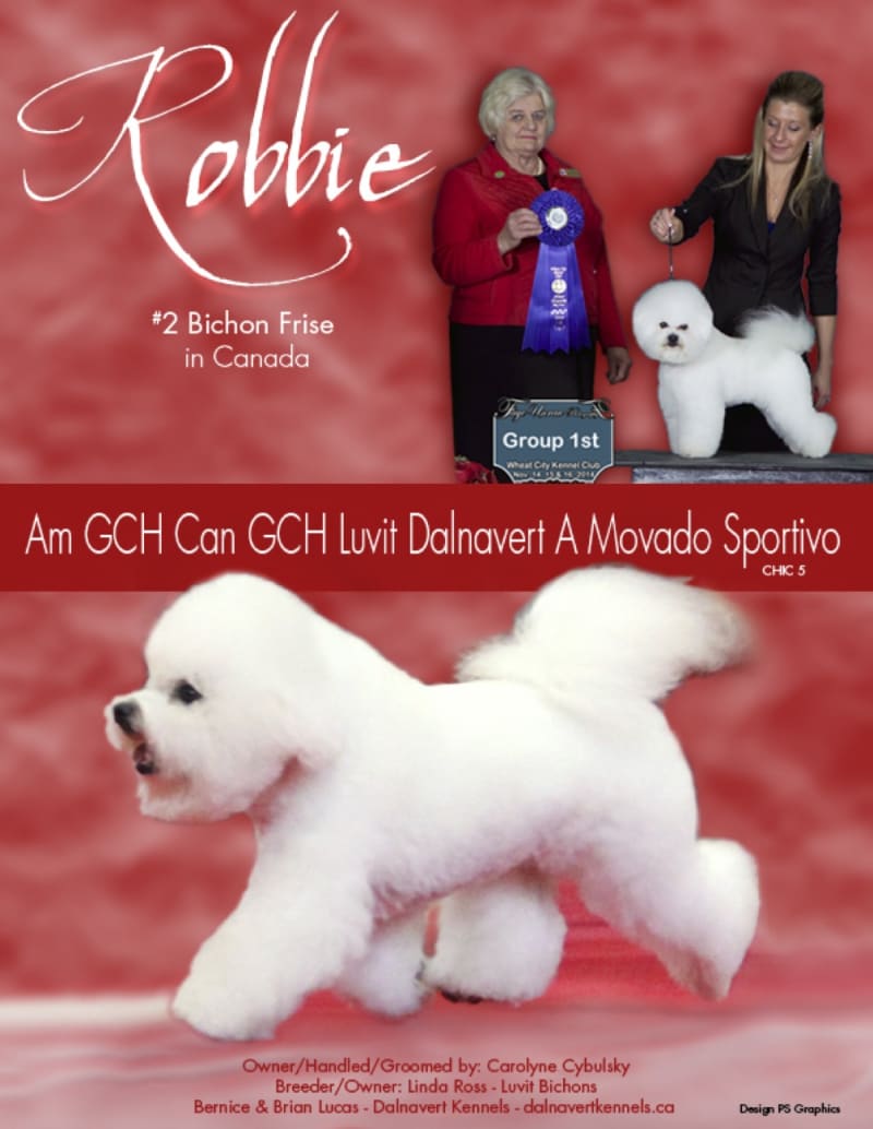 ROBBIE takes the breed all weekend at the Alberta Kennel Club Show January 16 - 18 ,2015