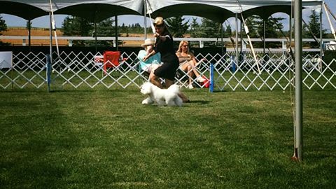 DAY 4 AKC CALGARY CONCLUDES WITH A VERY SUCCESSFUL WEEKEND